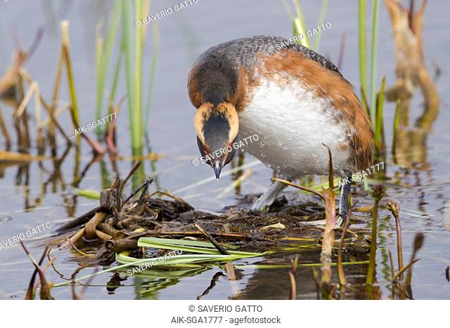 Horned Grebe (Podiceps auritus), adult standing on the nest