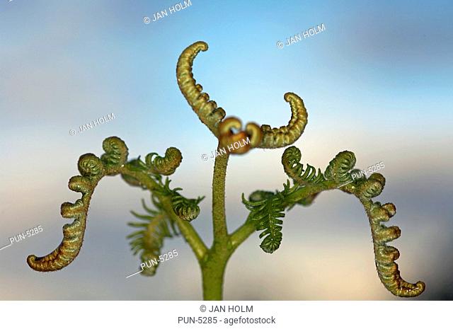 Close-up of bracken fern Pteridium aqualinum