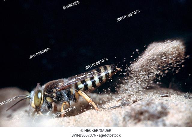 rostrate bembix wasp (Bembix rostrata, Epibembix rostrata), digging sand for a nest