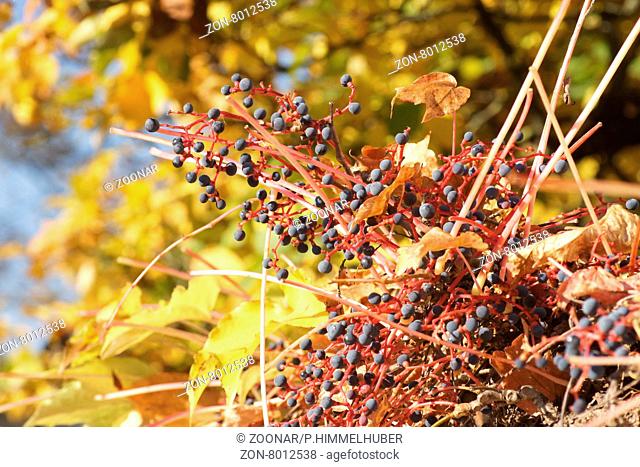 Parthenocissus quinquefolia, Wilder Wein, Virginian creeper, Früchte