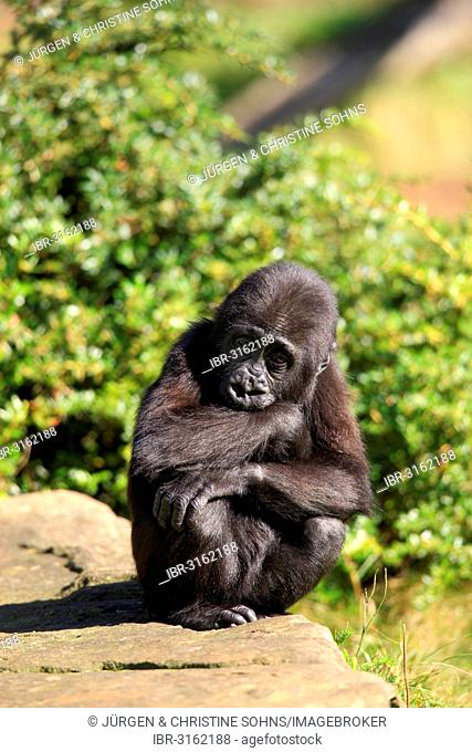 Western Lowland Gorilla (Gorilla gorilla gorilla), infant, native to Africa, captive, Apeldoorn, Gelderland, The Netherlands
