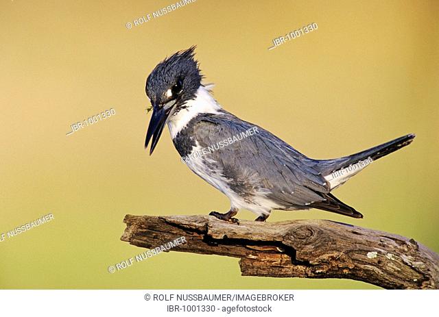 Belted Kingfisher (Megaceryle alcyon), male looking for fish, Willacy County, Rio Grande Valley, South Texas, USA