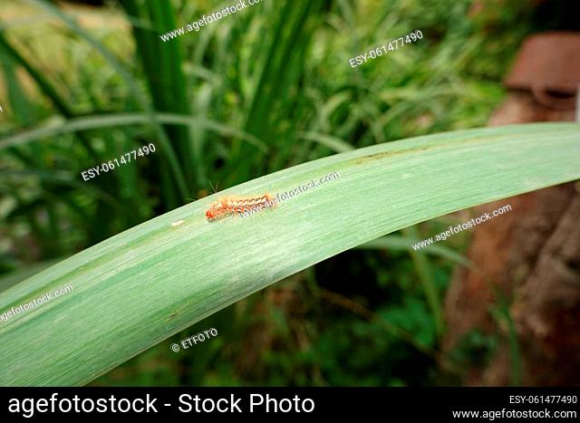 Raupe der Ampfer-Rindeneule (Acronicta rumicis), auch Ampfereule, auf dem Blatt einer Sumpf-Schwertlilie (Iris pseudacorus)