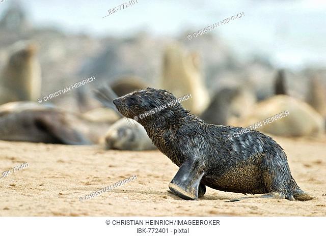 Cape - or South African Fur Seal colony (Arctocephalus pusillus), young, Benguela Current, Cape Cross, Atlantic Coast, Namibia, Africa