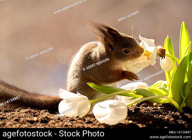 red squirrel is smelling and holding a white tulip