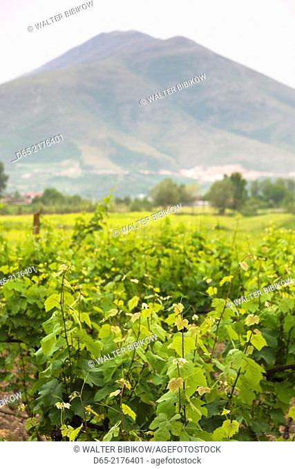 Albania, Berat-area, Vajgurore, Cobo Winery, vineyard