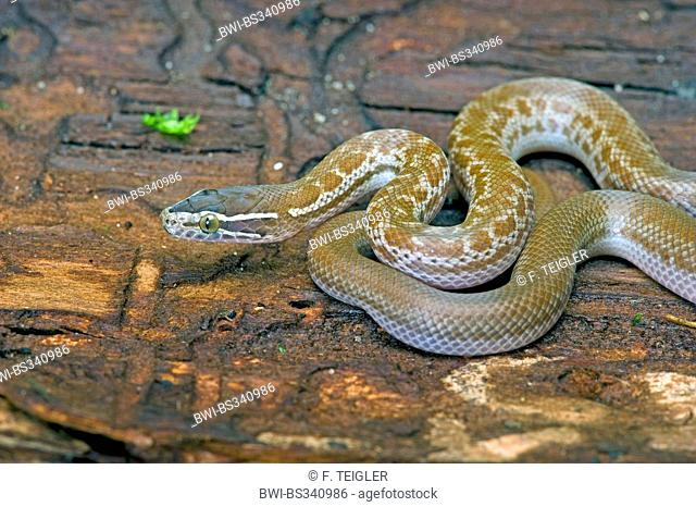 Common house snake, Common brown house snake (Boaedon fuliginosus, Lamprophis fuliginosus), lying on a tree trunk