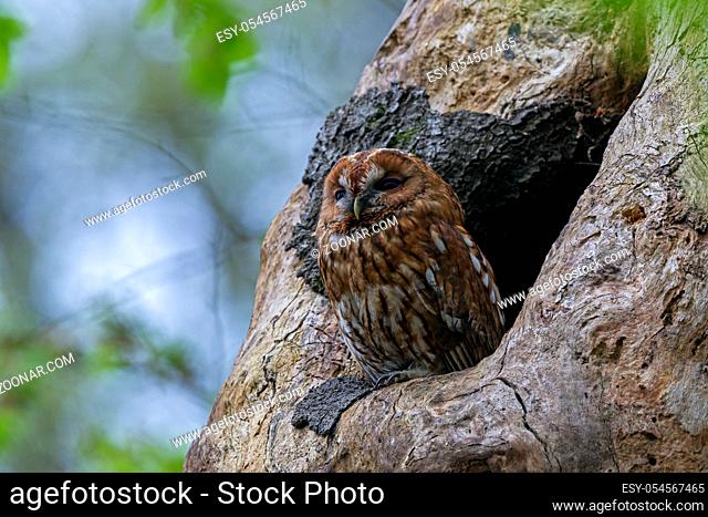 Waldkauz, nach 5 Monaten lassen sich die Jungvoegel von den Altvoegeln nicht mehr unterscheiden - (Foto Altvogel vor der Hoehle) / Tawny Owl