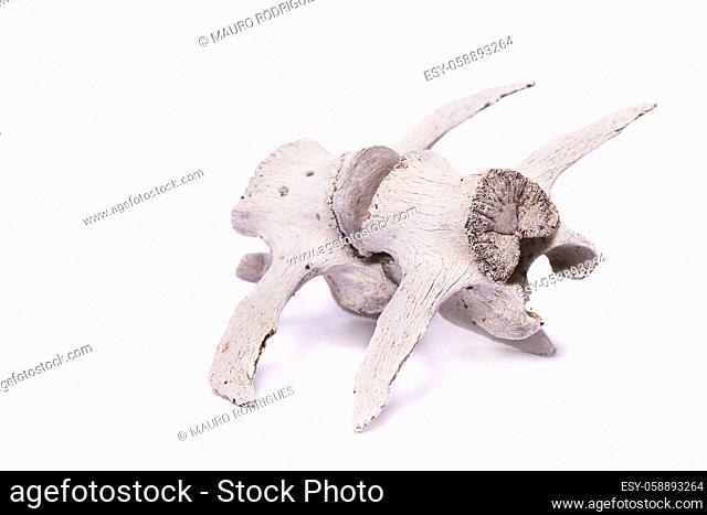 Close view of two bones from the back spine of a sheep isolated on a white background
