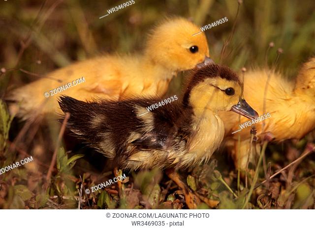 Baby Muscovy ducklings Cairina moschata flock together in a pond in Naples, Florida in summer