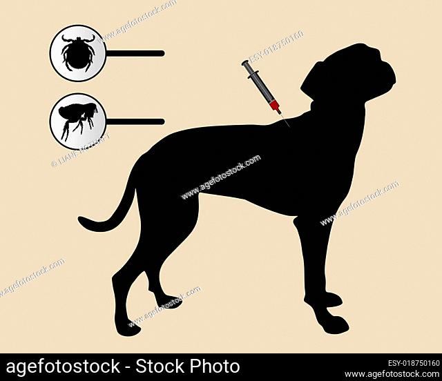 Hund bekommt Impfung gegen Flöhe und Zecken
