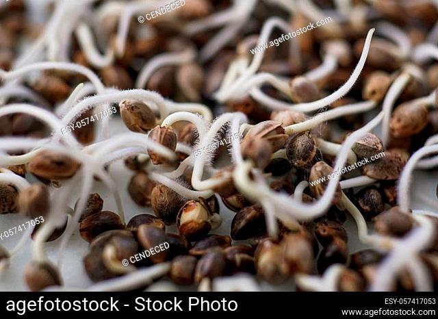 Many sprouting cannabis seeds. Marijuana seeds. Sale of cannabis seeds. Hovering Hemp. close-up macro. Germinated cannabis seed