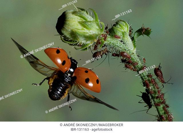 Seven-spotted ladybird (Cocinella septempunctata) and plant lice (aphids)
