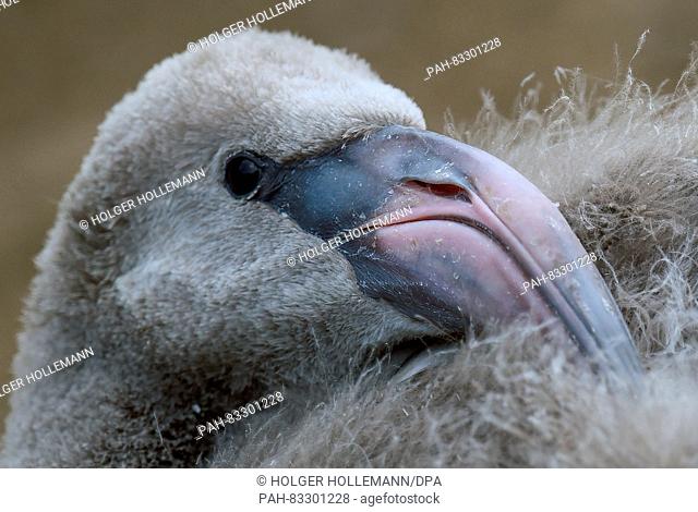 A seven week old young flamingo chick in the 'Zambezi River' of the Adventure Zoo in Hannover, Germany, 02 Septemeber 2016