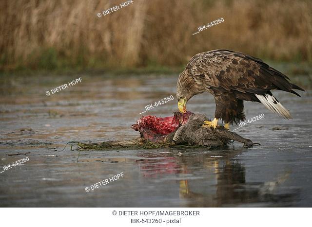 White-tailed Eagle or Sea Eagle (Haliaeetus albicilla) perched on an icy surface, feeding on deer carcass