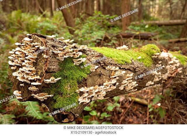 Wild mushrooms grow all over downed timber in a Pacific Northwest forest