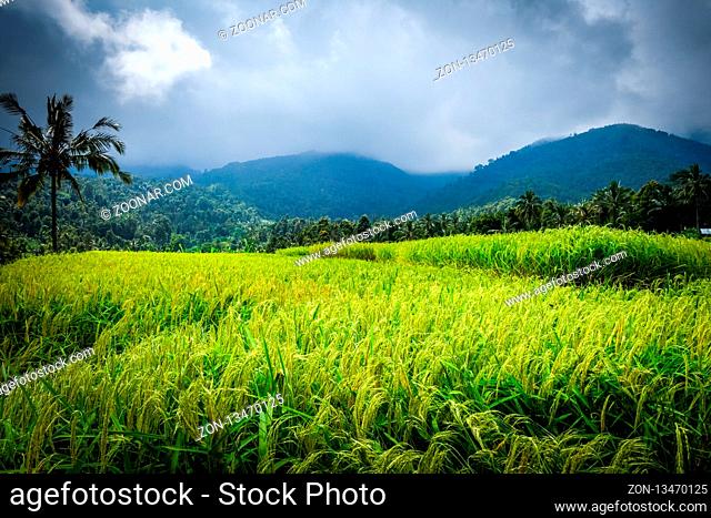 Paddy field rice terraces in Munduk, Bali, Indonesia