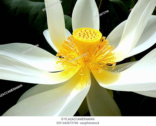 Close up of a Water Lily - variety Caroliniana
