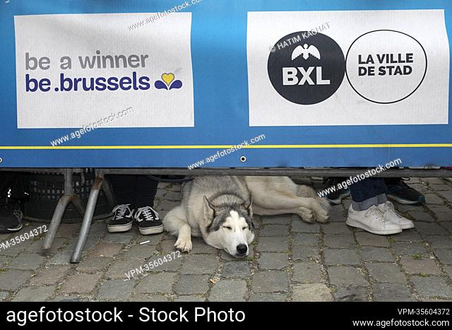 Illustration picture shows a dog lying under a banner, at the 42nd edition of the Brussels' 20km run, Sunday 29 May 2022 in Brussels