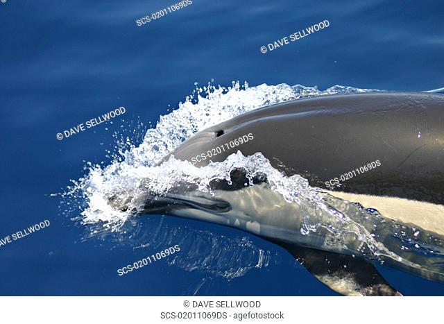 Short-beaked Common Dolphin Delphinus delphis surfacing with eye visible through its own 'bow-wave' Gran Canaria, Canary Islands, Atlantic Ocean RR