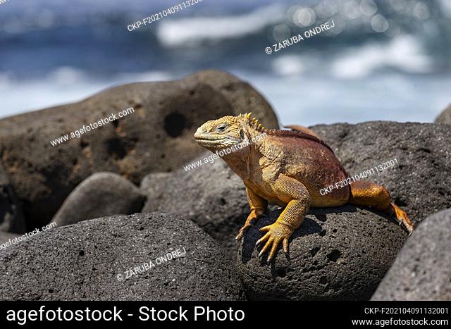 yellow galapagos land iguana on Saymour island. (CTK Photo/Ondrej Zaruba)
