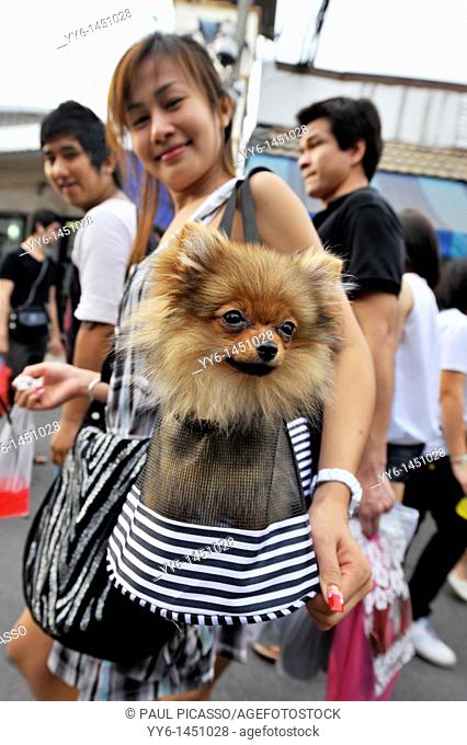 cute girl with her dog in a doggy bag , Peoples lives , chatuchak weekend market , bangkok, thailand