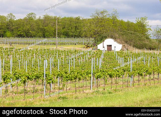 vineyard in south Moravia, Czech Republic