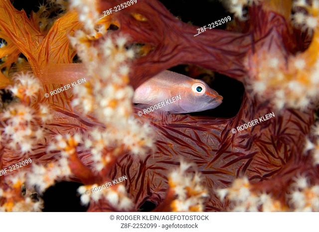 Soft Coral Goby; Anilao, Philippines, Pleurosicya mossambica