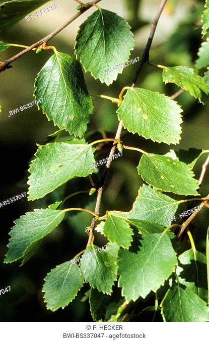 downy birch (Betula pubescens), branch, Germany