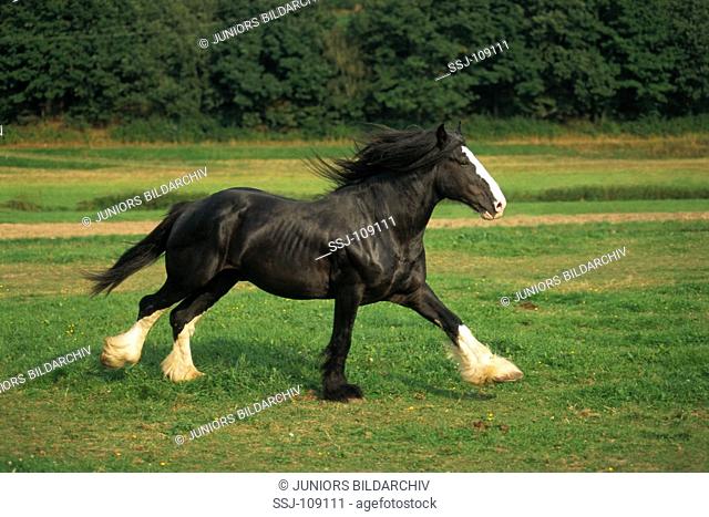 animal, horse, shire-horse