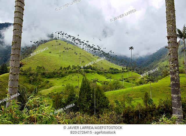 Palma de Cera del Quindío (Ceroxylon quindiuense), Valle del Cocora, Salento, Quindio, Colombia