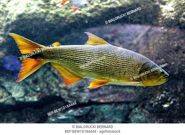 Akwarium tropikalne rejonu amazonki Ameryki Poludniowej - Dorado brazylijskie Tropical sweet water fish Brazilian Dorado, known also as Golden Dorado
