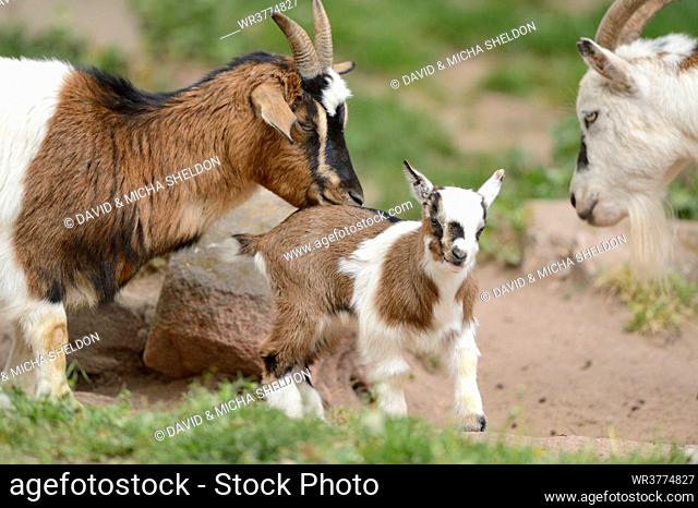 Young and adult domestic goats on a meadow