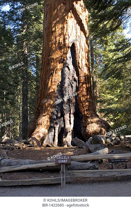 Mammoth tree (Sequoia sempervirens), Grizzly Giant, Mariposa Grove, Yosemite National Park, California, United States of America