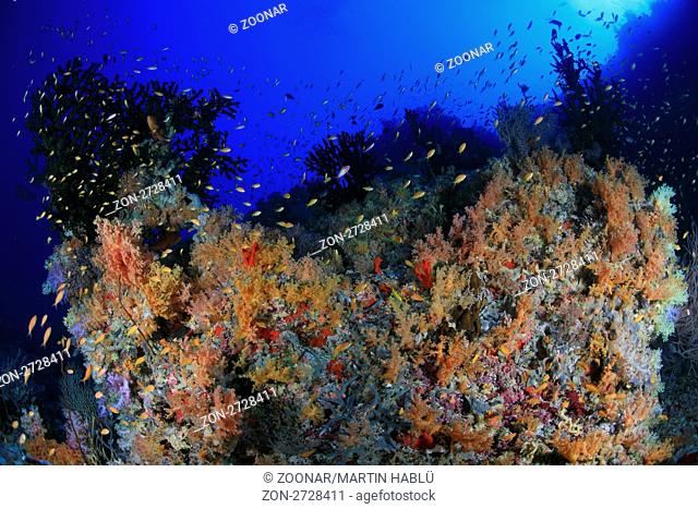 Farbenprächtiges Korallenriff, Felidhu Atoll, Malediven, Indischer Ozean, Beautyful coral reef, Felidhe Atoll, Maldives, Indian Ocean