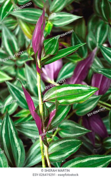 Lush foliage of Wandering Jew plant, scientific name Tradescantia zebrina a species of spiderwort