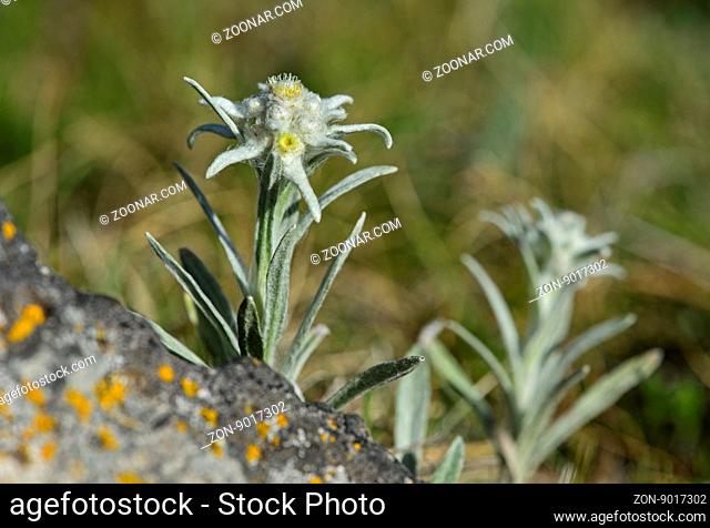 Asiatische Art des Edelweiss (Leontopodium ochroleucum), Orchon-Tal, Khangai Nuruu Nationalpark, Oevoerkhangai Aimag, Mongolei / Asian species of Edelweiss...