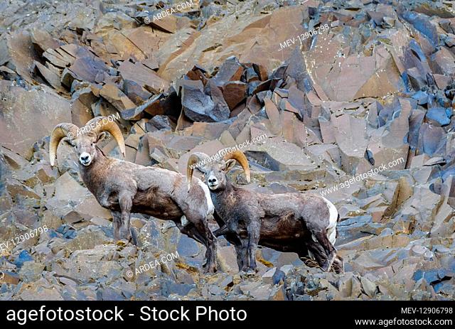Bighorn Sheep (Ovis canadensis) rams near the John Day and Columbia Rivers in North Central Oregon. October. Note: These sheep were formerly known as California...