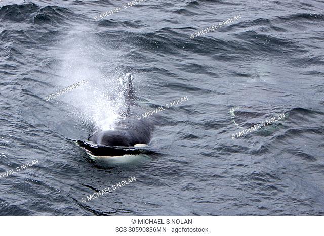 A small pod of 6 killer whales Orcinus orca near Cape Horn, South America at 56¯ 00 1S 67¯ 02 7W MORE INFO Killer whales are found in all oceans and most seas