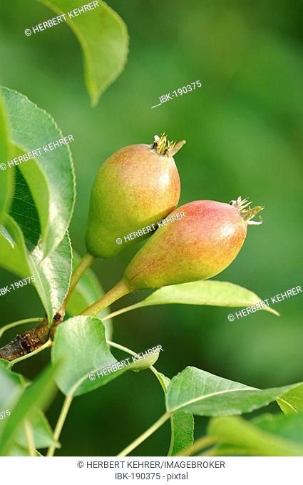 Williams Christ pear on tree, unripe