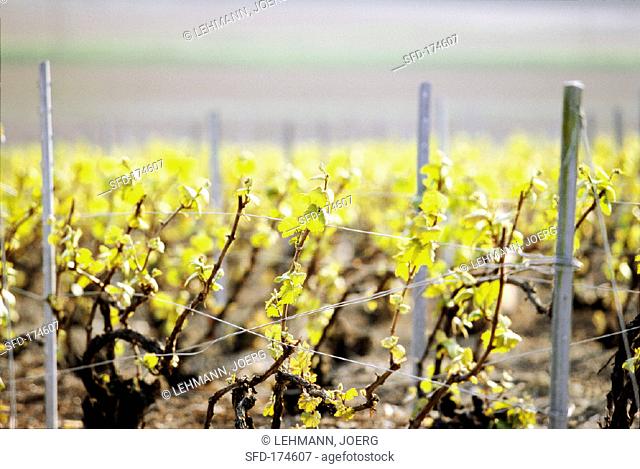 Vines in a vineyard in Champagne, France