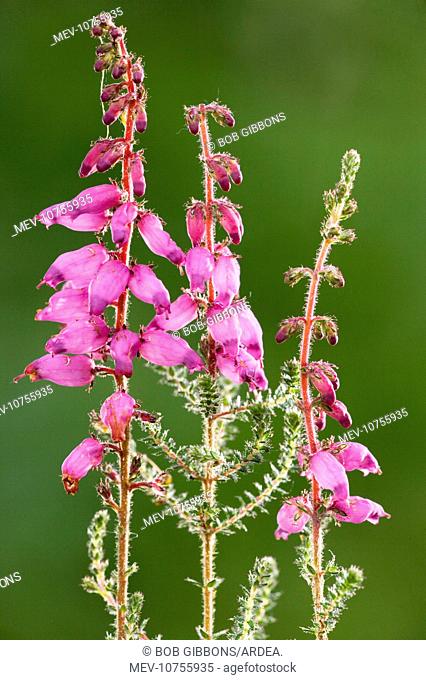 Dorset Heath (Erica ciliaris)