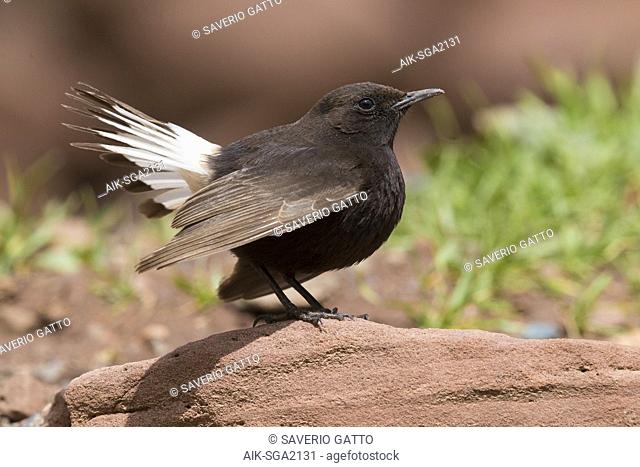 Black Wheater (Oenanthe leucura syenitica), side view of a male displaying from a rock