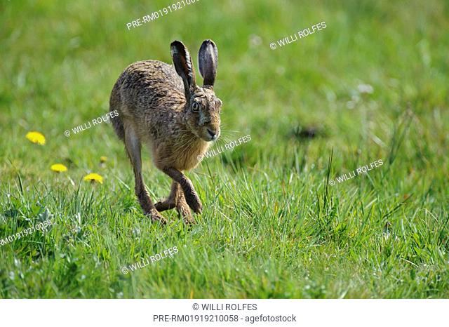 European hare, Lepus europaeus, Lower Saxony, Germany / Feldhase, Lepus europaeus, Niedersachsen, Deutschland