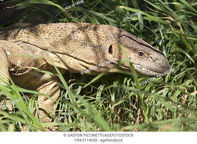 Monitor lizards (genus Varanus), Kalahari desert, Kgalagadi Transfrontier  Park, South Africa, Stock Photo, Picture And Rights Managed Image. Pic.  YD4-3114038 | agefotostock