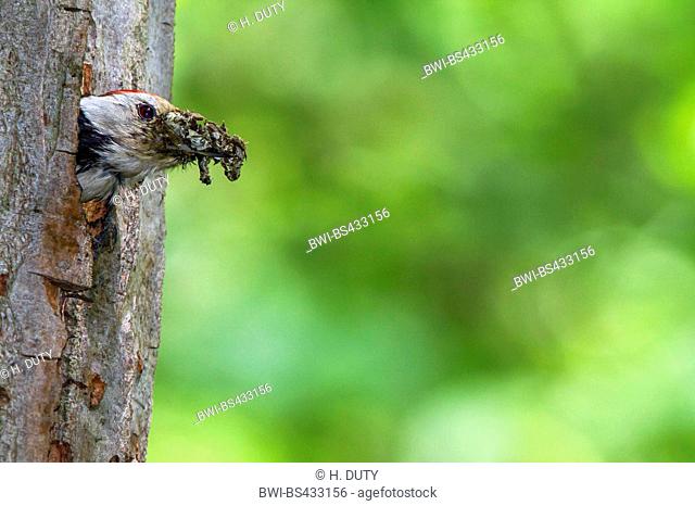 middle spotted woodpecker (Picoides medius, Dendrocopos medius), removes faeces from the breeding cave, Germany, Mecklenburg-Western Pomerania