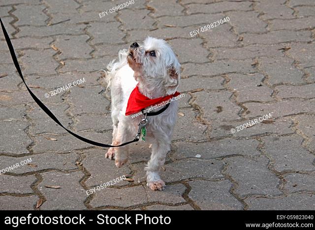 Weisser Mischlingshund mit rotem Halstuch