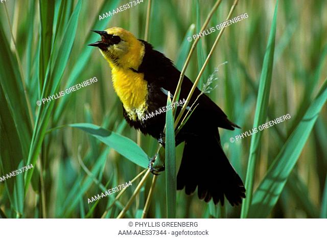 Yellow Headed Blackbird Singing - Upper Souris Wildlife Refuge - N. Dan