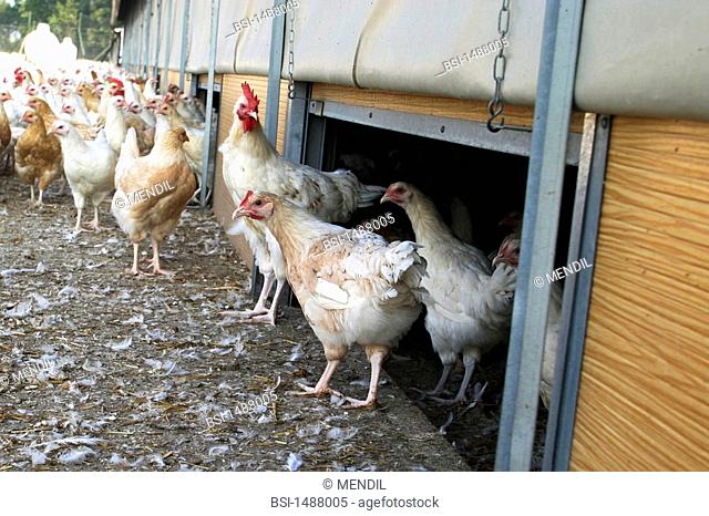 HEN<BR>In order to avoid possible contamination by birds migrating from Asia via Africa, French health authorities have asked farmers to limit entry into fowl...