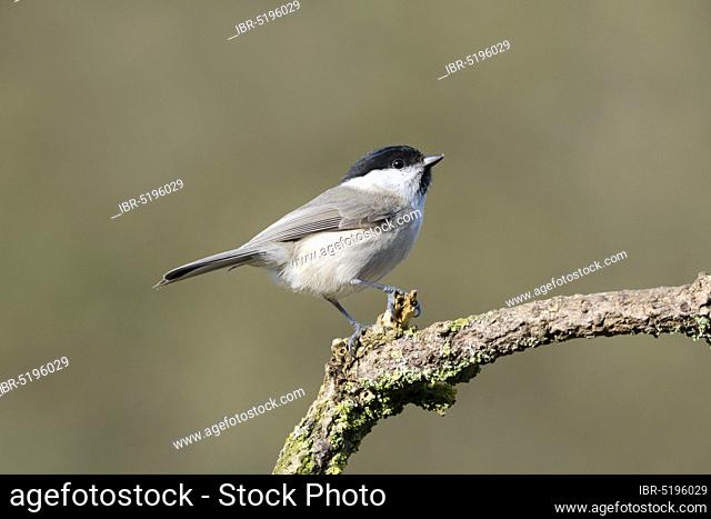 Willow Tit (Parus montanus), Lower Saxony, Germany, Europe